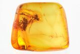 Two Fossil Dagger Flies (Empididae) In Baltic Amber #328202-1